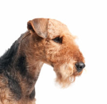 Airedale Terrier head image