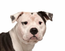 American Staffordshire Terrier head image
