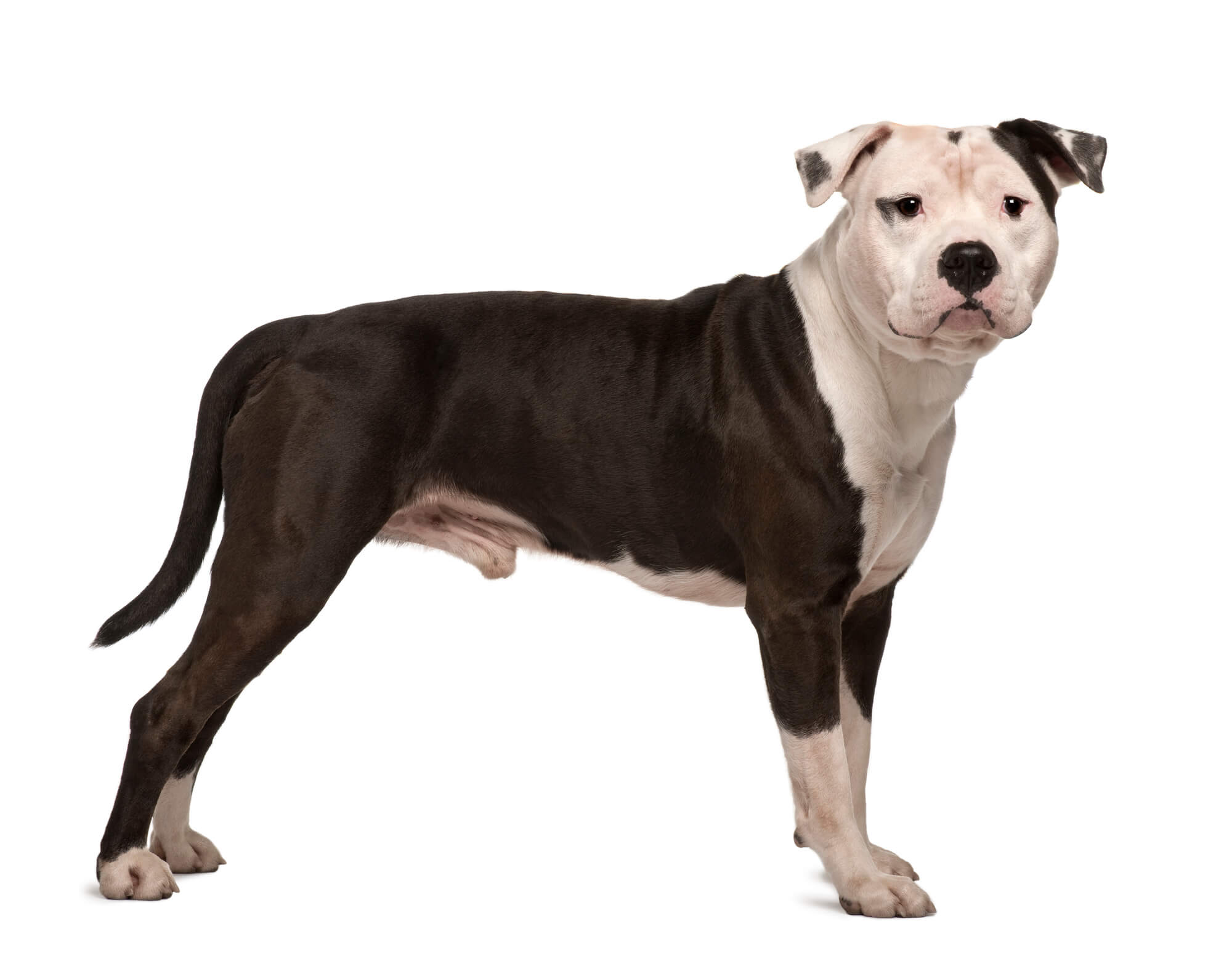 Breed Of The Day on 1001doggy.com