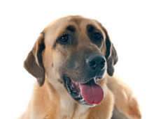 Anatolian Shepherd Dog breed head image