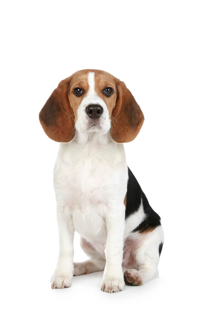 Breed Beagle image