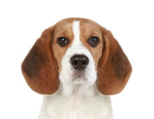 Beagle breed head image
