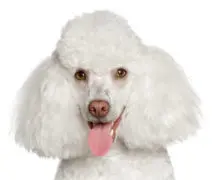 Poodle breed head image