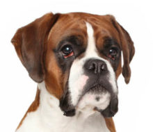 Boxer breed head image