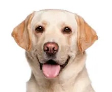 Labrador Retriever head image