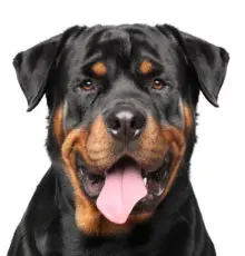 Rottweiler breed head image