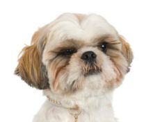 Shih Tzu breed head image