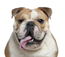 Bulldog head image