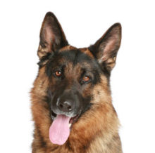 German Shepherd head image