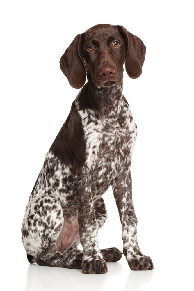 Breed German Shorthaired Pointer image
