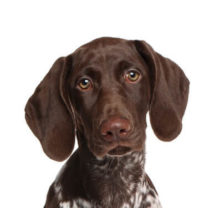 German Shorthaired Pointer head image