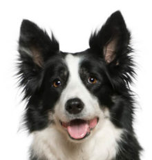 Breed Border Collie image