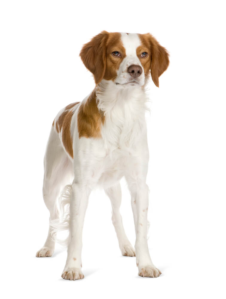 Breed Brittany image