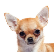 Breed Chihuahua image