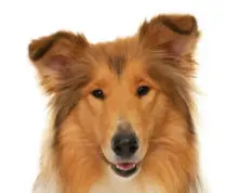 Collie breed head image