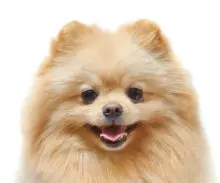 Pomeranian head image
