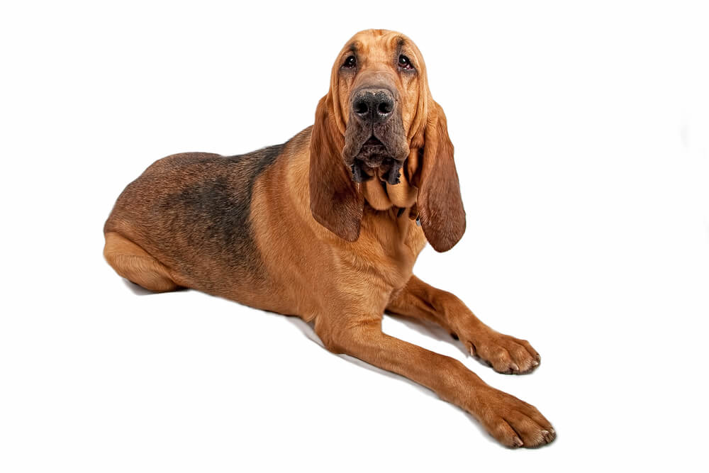 Breed Bloodhound image