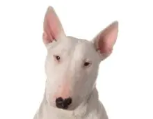 Bull Terrier head image