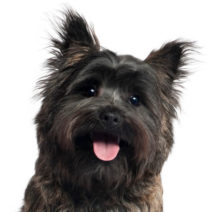 Cairn Terrier head image