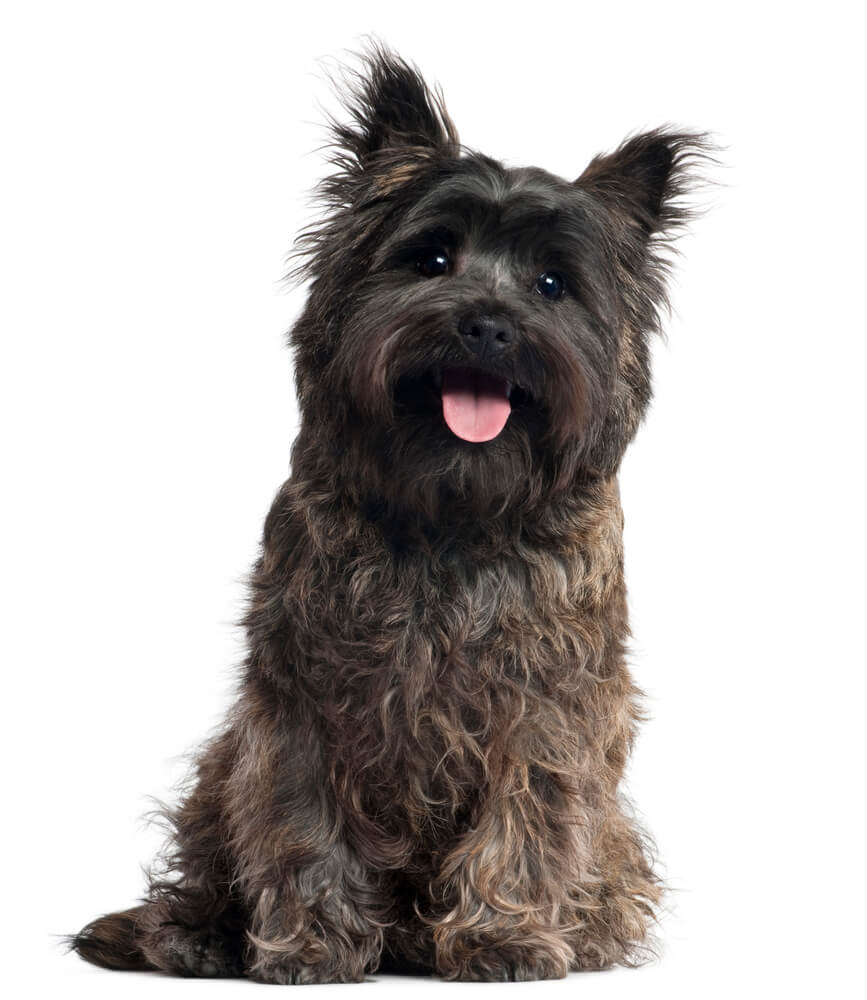 Breed Cairn Terrier image