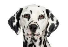 Dalmatian breed head image