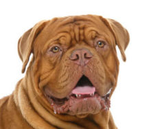 Dogue de Bordeaux breed head image
