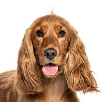 English Cocker Spaniel breed head image