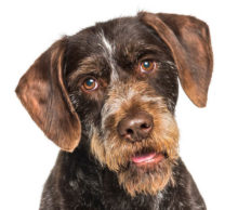 Breed German Wirehaired Pointer image
