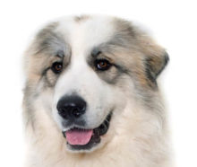 Great Pyrenees head image