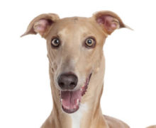Italian Greyhound head image