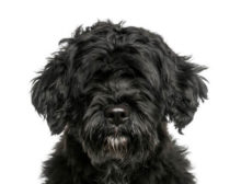 Portuguese Water Dog breed head image