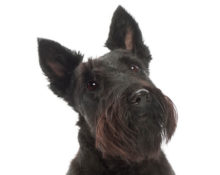 Scottish Terrier head image
