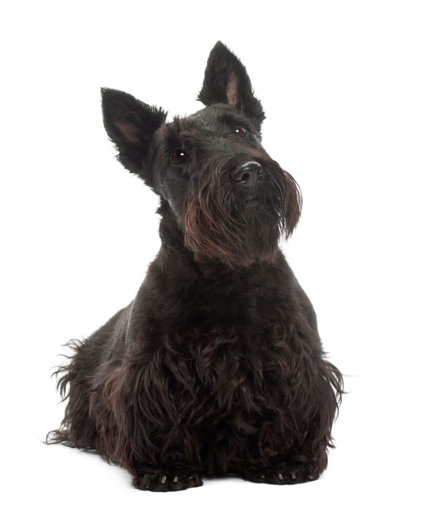 Breed Scottish Terrier image