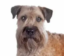 Breed Soft Coated Wheaten Terrier image