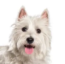 West Highland White Terrier head image