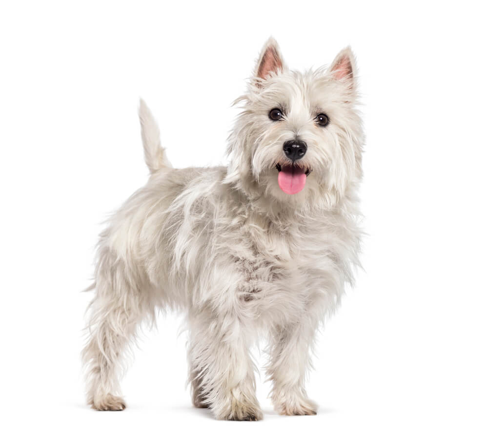 Breed West Highland White Terrier image