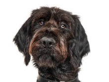 Wirehaired Pointing Griffon head image