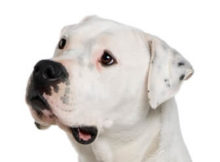 Breed Argentine Dogo image