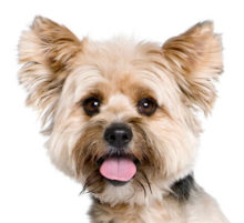 Biewer Terrier breed head image