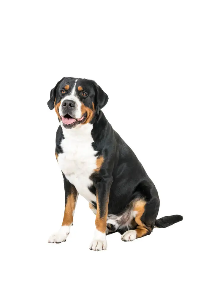 Breed Greater Swiss Mountain Dog image
