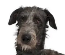 Irish Wolfhound head image
