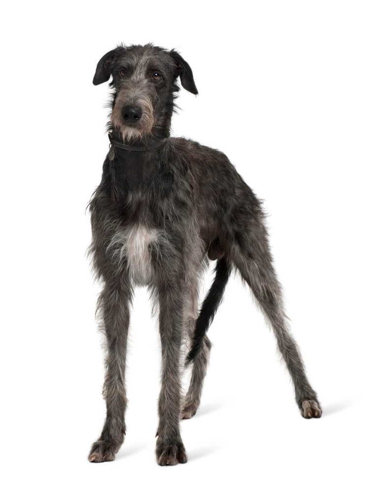 Breed Irish Wolfhound image