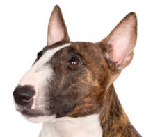 Miniature Bull Terrier head image