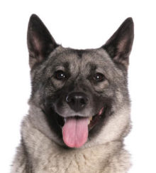 Norwegian Elkhound breed head image
