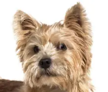 Norwich Terrier breed head image
