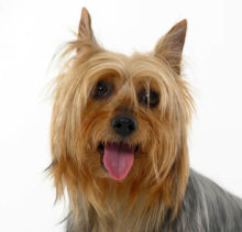 Silky Terrier head image