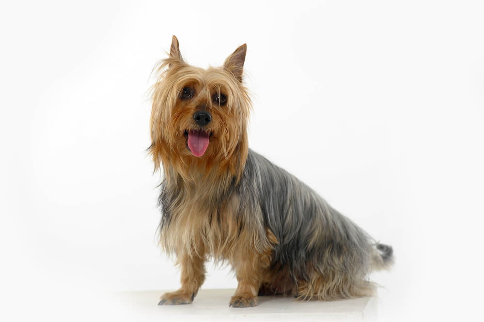 Breed Silky Terrier image