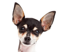 Toy Fox Terrier head image
