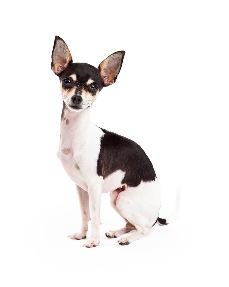 Breed Toy Fox Terrier image