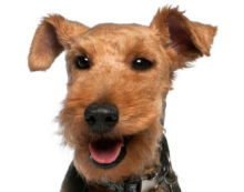 Welsh Terrier breed head image